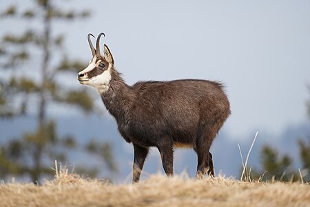 064 Wild Chamois Parc régional Chasseral Photo by Giles Laurent