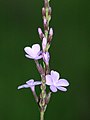 Květenství Tetrapollinia caerulescens