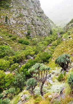 Fan-aloes in their natural habitat in the Cape Mountains 1 Fan Aloe trees in Western Cape mountains - South Africa.jpg