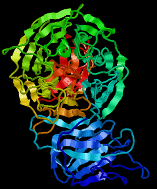 <span class="mw-page-title-main">Kelch protein</span>