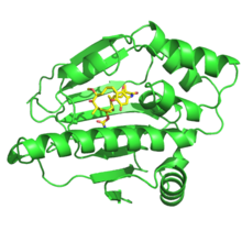 Hsp90-geldanamycin complex. PDB 1yet 1yetgdm.png