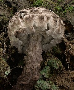 2006-09-03 Strobilomyces strobilaceus 2.jpg