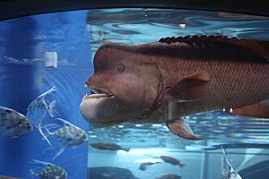 Asian Sheepshead Wrasse