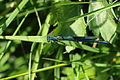 * Nomination: Calopteryx splendens --ComputerHotline 04:24, 6 May 2011 (UTC) * Review Good quality but bad composition. A tighter crop would probably help. --Quartl 06:15, 8 May 2011 (UTC)