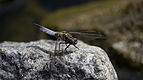 ♂ Orthetrum cancellatum