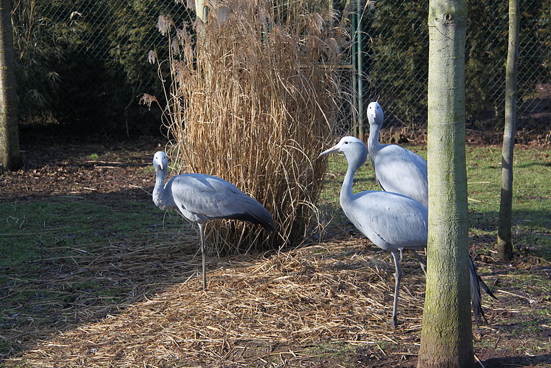 File:20120219 Olmense Zoo (72).jpg