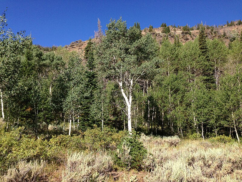 File:2013-08-09 08 41 02 Aspen and subalpine fir trees along the Jarbidge River between Dry Gulch and Sawmill Creek in Nevada.jpg