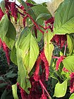 20141108Amaranthus caudatus3.jpg