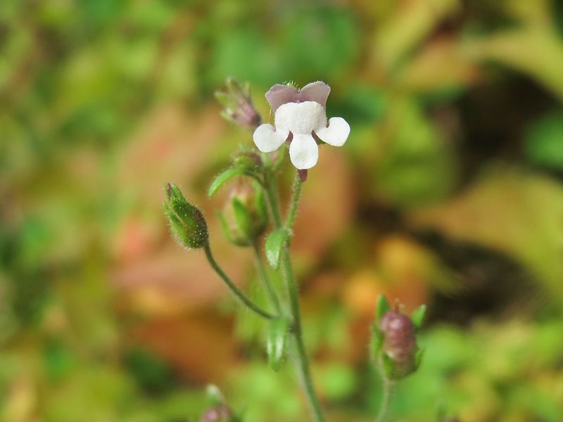 File:20160622Chaenorhinum minus5.jpg