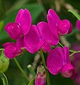 Knollen-Platterbse - Lathyrus tuberosus