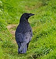 Rabenkrähe - Corvus corone