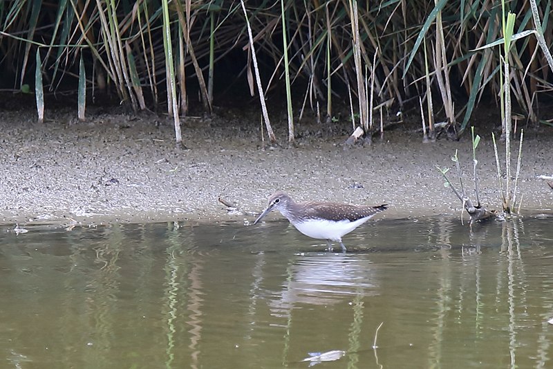 File:20170821 013 Lelystad Oostvaardersplassen Witgat (35930239323).jpg