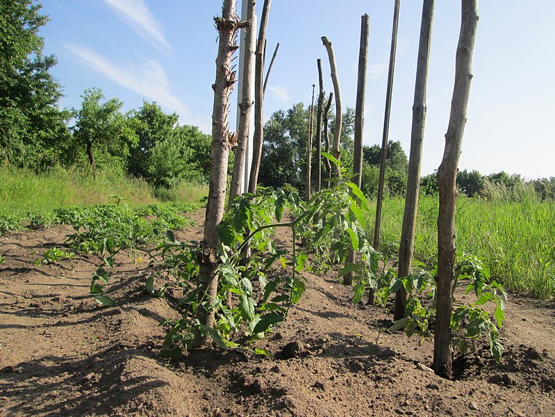 File:20180518Solanum lycopersicum1.jpg