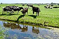 Polderlandschap in West Friesland