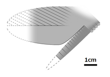 20210207 Cucumerrus decoratus tronc appendage.png