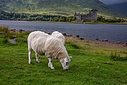 Sheep in front of Kilchurn Castle in Scotland, as viewed from a near layby.