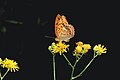 * Nomination A Silver-washed Fritillary auf einer Blume in the forest Berglholz --FlocciNivis 17:56, 9 May 2023 (UTC) * Decline  Oppose not so sharp when cropped. over-saturated too. --Charlesjsharp 19:27, 9 May 2023 (UTC)