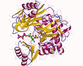 <span class="mw-page-title-main">Phosphoribosylamine—glycine ligase</span>