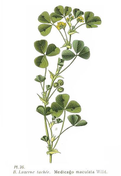 File:76 Medicago maculata Willd.jpg