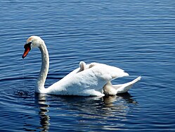 Cygnus olor of Naturschutzgebiet Federsee