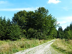 Waldweg in Upper Swabia