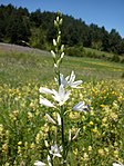 Bělozářka liliovitá (Anthericum liliago)