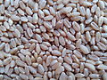 A close-up image of wheat grains.jpg