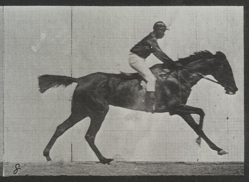 File:A galloping horse and rider. Plate 8 Wellcome L0038064.jpg