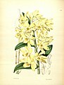 Dendrobium luteolum plate 185 in: James Bateman: A Second Century of Orchidaceous Plants London (1867)