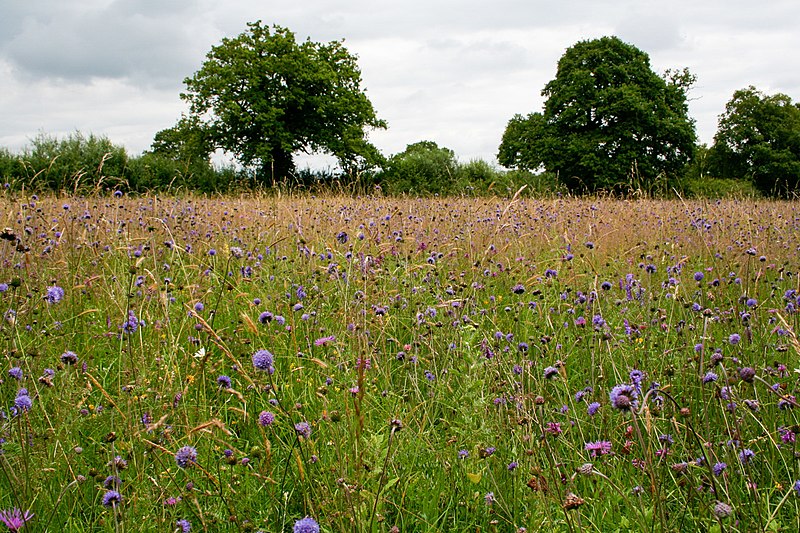 File:A summer meadow - geograph.org.uk - 501821.jpg