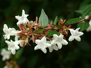 Linnaea × grandiflora Hybrid species of flowering plant in the honeysuckle family Caprifoliaceae