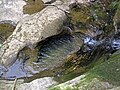 Above Ash Cave Falls (Hocking Hills, Ohio, USA) 7 (34734564252).jpg