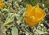 Abutilonpalmeri1.jpg