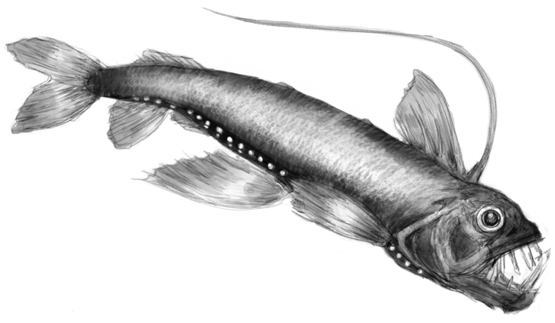 File:Abyssal Fish Sketch.tif