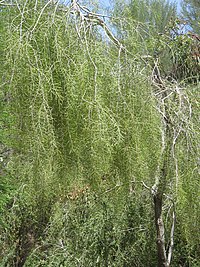 Acacia-estrophiolata-habit.jpg