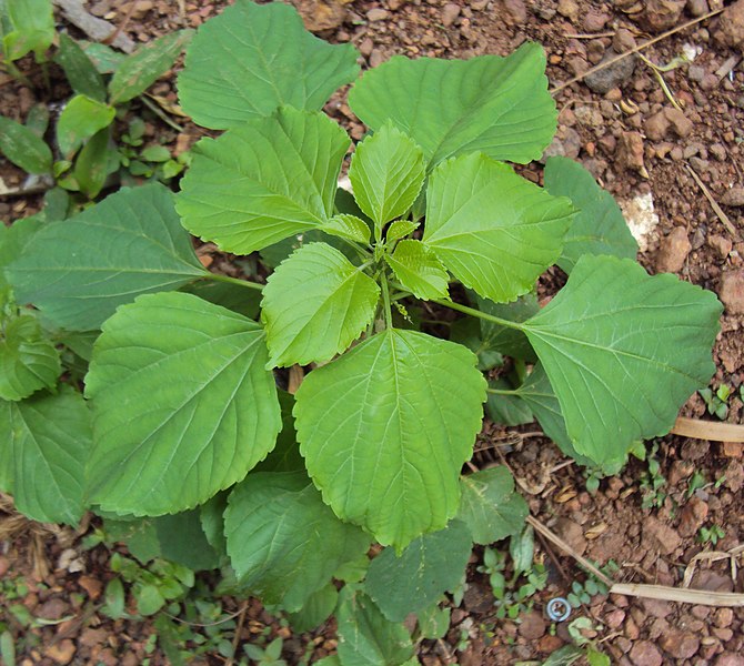 File:Acalypha indica plant 01.JPG