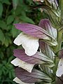 Acanthus spinosus close-up flower