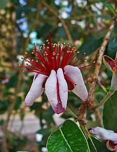 Acca sellowiana Flower