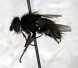 Acemya rufitibia