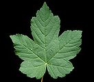 Bergahorn Acer pseudoplatanus