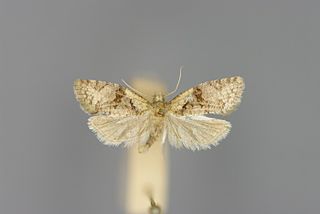 <i>Acleris notana</i> Species of moth