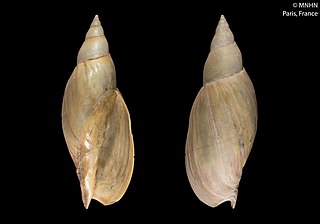 <i>Adelomelon ancilla</i> Species of gastropod