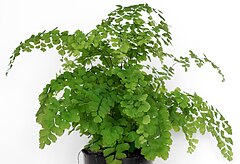 Adiantum fragrans (aka).jpg