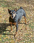 Adult Male Miniature Pinscher with brown and black coat with cropped ears and a docked tail