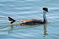 With foot extended. Misson Bay, San Francisco, California.