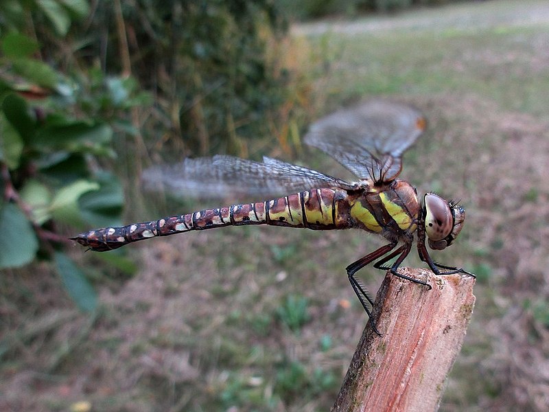 File:Aeshna mixta (Aeshnidae) - (imago), Arnhem, the Netherlands.jpg