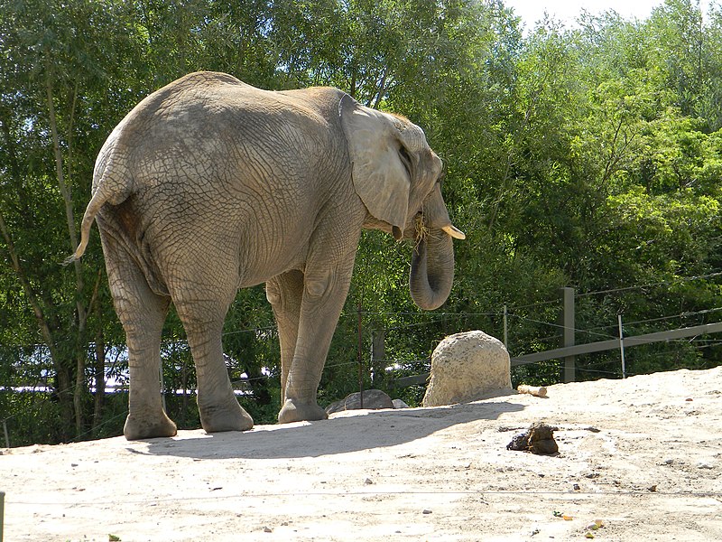 File:African Elephant3.JPG