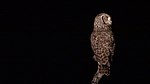 African Owl by Night.JPG