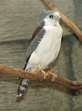 African Pygmy Falcon 002.jpg