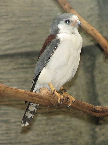 African Pygmy Falcon 002.jpg